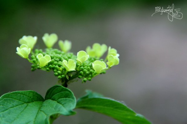 Фотовиставка Тетяни Должко